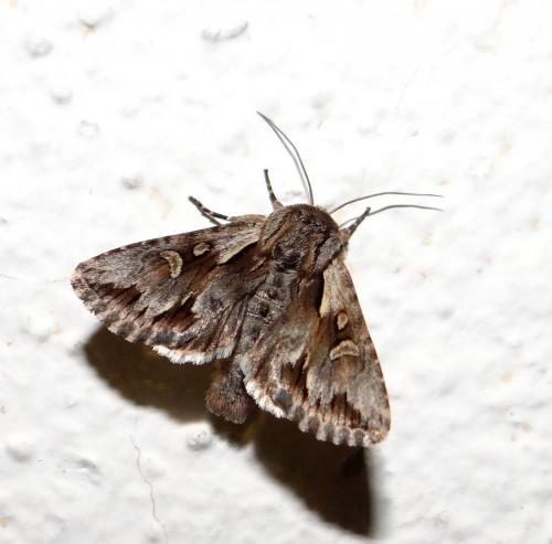 Chloantha hyperici